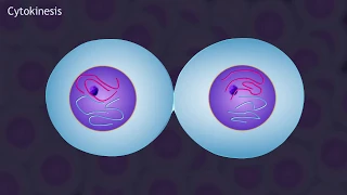 Mitosis and the Cell Cycle Animation