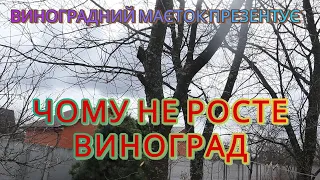 Чому не росте виноград