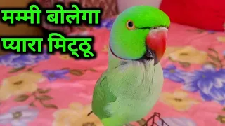 Mummy Mummy Bolne Wala Pyaara Tota _ Cute Ringneck Parrot mitthu talking _ Talking Parrot  (⁠θ⁠‿⁠θ⁠)