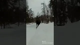 moose attack