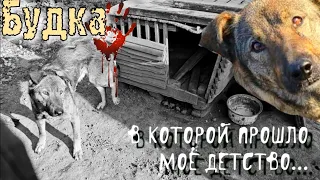 💔😭Щенок выросший на цепи с которым никогда не играли😱| Какой он стал?|🙏💔help save an abandoned dog