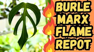 Monstera Burle Marx Flame Repot 🌱 some rot, i chop her again | plant chores 💚 Houseplants I love