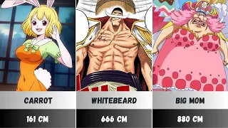 Every One Piece Main Character's Height