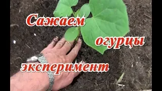 Что положить в лунку при посадке огурцов в теплице.