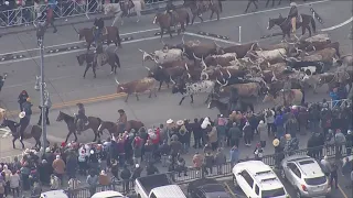 Denver returns to "Cow Town" status, dozens of Longhorns kick off National Western Stock Show Parade