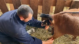 КОГО РОДИЛА КОЗА? ПРИШЛОСЬ ЗАЛЕЗТЬ В КОЗУ! ТАКОГО МЫ НЕ ОЖИДАЛИ! ЖИЗНЬ ПРОСТЫХ ЛЮДЕЙ В ДЕРЕВНЕ!