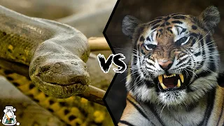 Anaconda VS Tiger - What Happens When Big Cats Face Big Snakes?