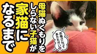 【感動】母猫とはぐれた2匹の子猫が、幸せな家族に出会うまでの2ヵ月間【子猫保護 まとめ】