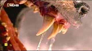 FANGS, TEETH, and CLAWS -National Geographic (HD)-[WILD Animals Documentary] - Dly Pro