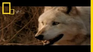 Wolf Bite! | Dangerous Encounters: Bite Force 2 | National Geographic