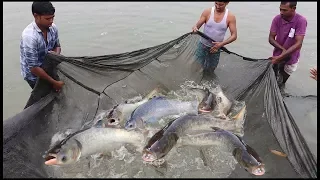 Big Silver Carp Fishing | Pabda fish & Silver Mixed Farming | Big Fish Catching With The Fishing Net