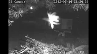 Real Fairy Caught on secrity camera, Proof Fairies are Real life