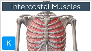 Intercostal Muscles - Function, Area & Course - Human Anatomy | Kenhub