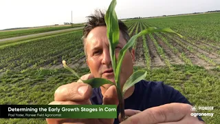 Corn Growth Stages: How to Stage Your Corn