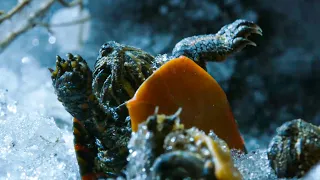 Painted Turtles Defrost Back to Life | Frozen Planet II | BBC Earth