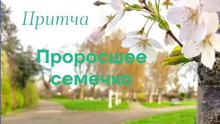 Притча. Проросшее семечко