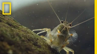 Thanks to Shrimp, These Waters Stay Fresh and Clean | Short Film Showcase