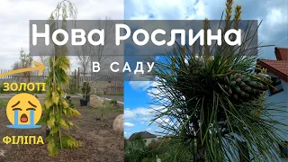 Нові хвойні рослини у саду! Огляд саду. Шишки на кедрі підросли ще! Життя в селі.