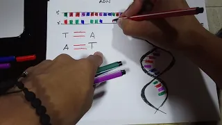CADENA COMPLEMENTARIA DE ADN VIDEO 4