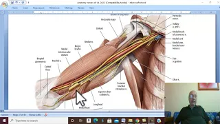 Musculo-skeletal Module I in Arabic 32 (Median nerve  ) , by Dr. Wahdan 2022