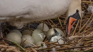 Swan Cygnets Hatching from Eggs - Amazing Close Up View | Discover Wildlife | Robert E Fuller