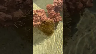 Every Sea Creature in my Saltwater Pond!🦑