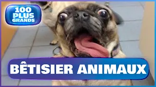 Les 100 plus grands Bêtisier animaux les plus drôles | Essayer de ne pas rire ! | Prime complet