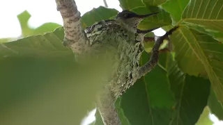 Hummingbird's Spirit