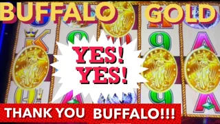 BUFFALO GOLD 4 COINS HUGE WINS @ GRATON CASINO