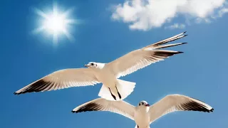 Jonathan Livingston Seagull (Чайка по имени Джонатан Ливингстон)