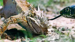 Lizard Fends Off Predators To Protect Her Eggs | Life | BBC Earth