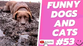 Funny Animal Videos 2022  Best Dogs And Cats Videos 😺😍 # 53