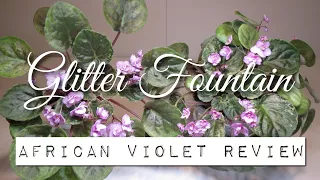 GLITTER FOUNTAIN (Trailer) - African Violet Review