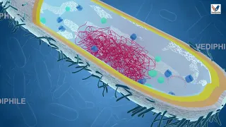 Bacterial Cell Structure and Functions | Microbiology lecture | Biology 3D Course | NEET 2021