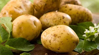 Potato Export Gulf & World Traders