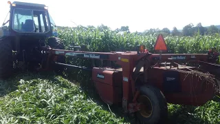 Mowing the sorghum Sudan grass.