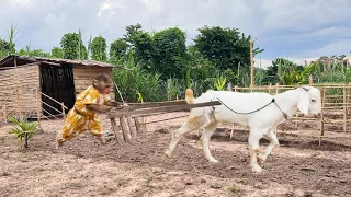 Goat BEN help CUTIS farmer plow land and grow vegetables at the farm