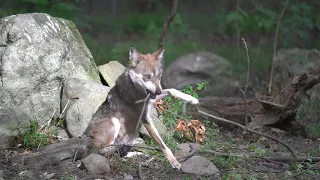 Adorable Wolf Engages in Aggressive Branch Management