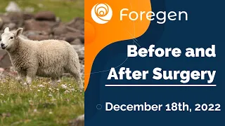 Sheep Trials: Before and After Surgery