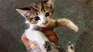 Rescue A Poor Abandoned Kitten, Kitten Crying For Help - Cats Meowing