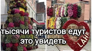 Германия Фестиваль Хризантем 2024🌺Lahr🇩🇪Восхитительные композиции и сорта