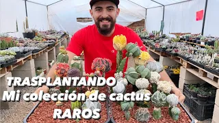 Transplantando Cactus 🌵 Raros / mi colección de injertos