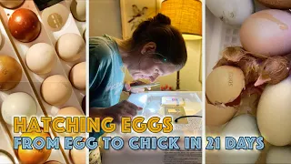 Hatching Chicken Eggs - 21 Day Incubation #eggs