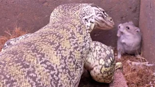 How fast can a monitor lizard eat 8 hamsters?
