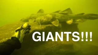 River Treasure: GIANT Catfish Edition!!! | Jiggin' With Jordan