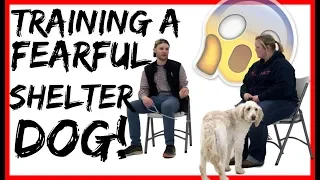 How to work with fearful dog from a dog shelter Part 1 - Training with Americas canine educator