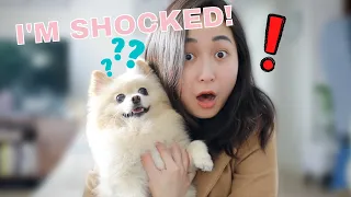 We DNA Tested Our Pomeranian | Embark Dog DNA Test Review