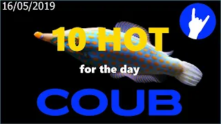 Hot Ten COUB for 16/05/2019