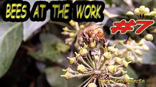 BeEs aT tHe WORK .. #07 :-)    (: Insects Honey Nature Minuscule Documentary Autumn 2015 :)