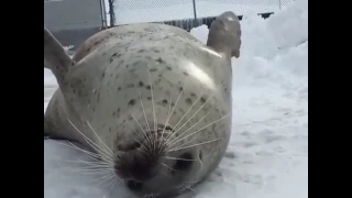 Тюлень шлёпает себя в слоумо